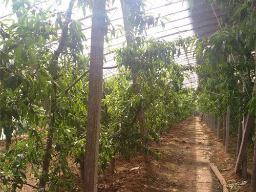 桃棚水泥立柱展示圖